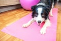 Stay Home Stay Safe. Funny dog border collie practicing yoga lesson indoor. Puppy doing yoga asana pose on pink yoga mat at home.