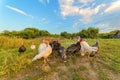 Stay home turkeys outdoors with eating juicy green forages