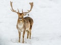 Stay or leave wondering this Fallow Deer Royalty Free Stock Photo