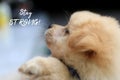 Stay STRONG. Text message with a light brown cute little puppy sad face expression. Background of dog animal with cute pose.