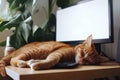 Staying calm and staying at home is symbolized by a scene of a fluffy cat sleeping next to a computer on a desktop Royalty Free Stock Photo