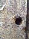 Staying at home spider hole Royalty Free Stock Photo