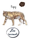 Staying striped tiger