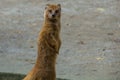 Yellow mongoose portrait Royalty Free Stock Photo