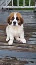 Blain st bernard Royalty Free Stock Photo