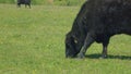 Black Angus Cow Farm Panorama. Cows Grazing On Grass In A Field. Herd Of Angus In A Green Pasture In Late Spring. Royalty Free Stock Photo