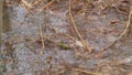 Mountain Stream. Springtime Theme. Stream Flows Slowly During The Spring Snowmelt. Close Up.