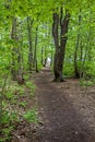 Steadman woods trail in York Maine