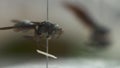 Great black wasp in insectarium