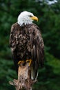 Bald Eagle on Rainy Day Royalty Free Stock Photo