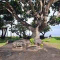 Steady gigantic tree which help to stop the inconvenient onshore winds