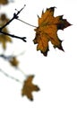 Steady late autumn leaf Royalty Free Stock Photo