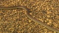 Flathead Snake Slithering On Small Rocks