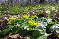 Steady shades of fresh forest bloom after the fall