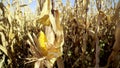 Steady walk along path between rows of fresh maize