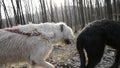 Steadycam mid shot of two Irish Wolfhound dogs walking in woods at sunset. Dog on leash walks on forest road