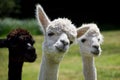 Stealing The Limelight - Alpacas Royalty Free Stock Photo