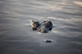 Stealthy American Crocodile at Surface of Lagoon