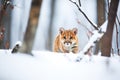 stealthy cougar in snowy forest, approaching deer