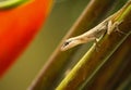 A stealthy gecko keeping a watchful eye while perched on a tropical plant.