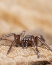 Stealthy ground spider (Gnaphosidae)