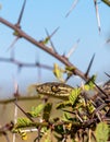 Stealthy Python Hiding in a Thorny Bush Royalty Free Stock Photo
