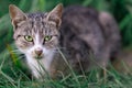 Stealthy Tabby Cat in Grass