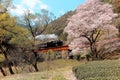 A steam locomotive travels on a bridge by a flourishing cherry blossom Sakura tree near Kawane Sasamado Station