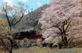 A steam locomotive travels on a bridge by a flourishing cherry blossom Sakura tree near Kawane Sasamado