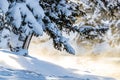 Steam rises behind snow laden pine tree in Yellowstone.CR2