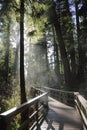 MacMillan Provincial Park Wooden Boardwalk in Ancient Temperate Rainforest at Cathedral Grove, Vancouver Island, British Columbia Royalty Free Stock Photo