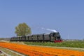 steam trai with tulip field, Hoorn - Medemblik, Noord Holland, Netherlands