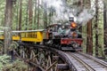 Steam train passing through redwood forests