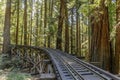 Steam Train Railroad and Trestle Bridge in Redwood Forest.