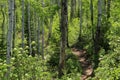 Thunderhead Trail, Steamboat Springs, Colorado Royalty Free Stock Photo