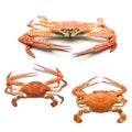 Steamed Blue Crab on white background