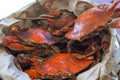 Steamed blue crabs from the Chesapeake bay