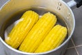 Steamed or boiled sweet corn cooked in hot pot , ripe corn cobs sweetcorn for food Royalty Free Stock Photo