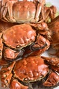 Steamed Chinese hairy crabs Royalty Free Stock Photo