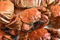 Steamed Chinese hairy crabs Royalty Free Stock Photo