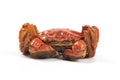 Steamed chinese mitten crab or shanghai hairy crab