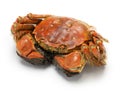 Steamed chinese mitten crab, shanghai hairy crab Royalty Free Stock Photo