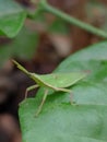 steamed grasshopper green grass leaf insect asia asian tropical africa australia