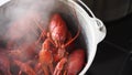 Steamed lobster seafood in a pot. Boiled red crayfish steaming in a pan, Chef serving luxury sea food dish poiring it