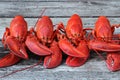 Steamed Lobsters - in a Row with Claws Crisscrossed. Royalty Free Stock Photo