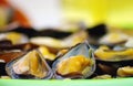 Steamed mussels on the plate Royalty Free Stock Photo