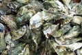 Oyster Roast Close Up