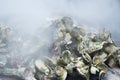 Oyster Roast Close Up
