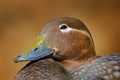 Steamer duck,  Tachyeres patachonicus, is a member of the duck, can be found in the Southern part of South America; in Patagonia, Royalty Free Stock Photo