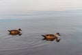 Steamer ducks swimming Royalty Free Stock Photo